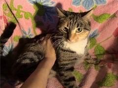 Хитрюша, миниатюрная красавица, 2 года