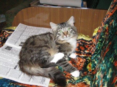 Сибирский котик 5-6 мес.
